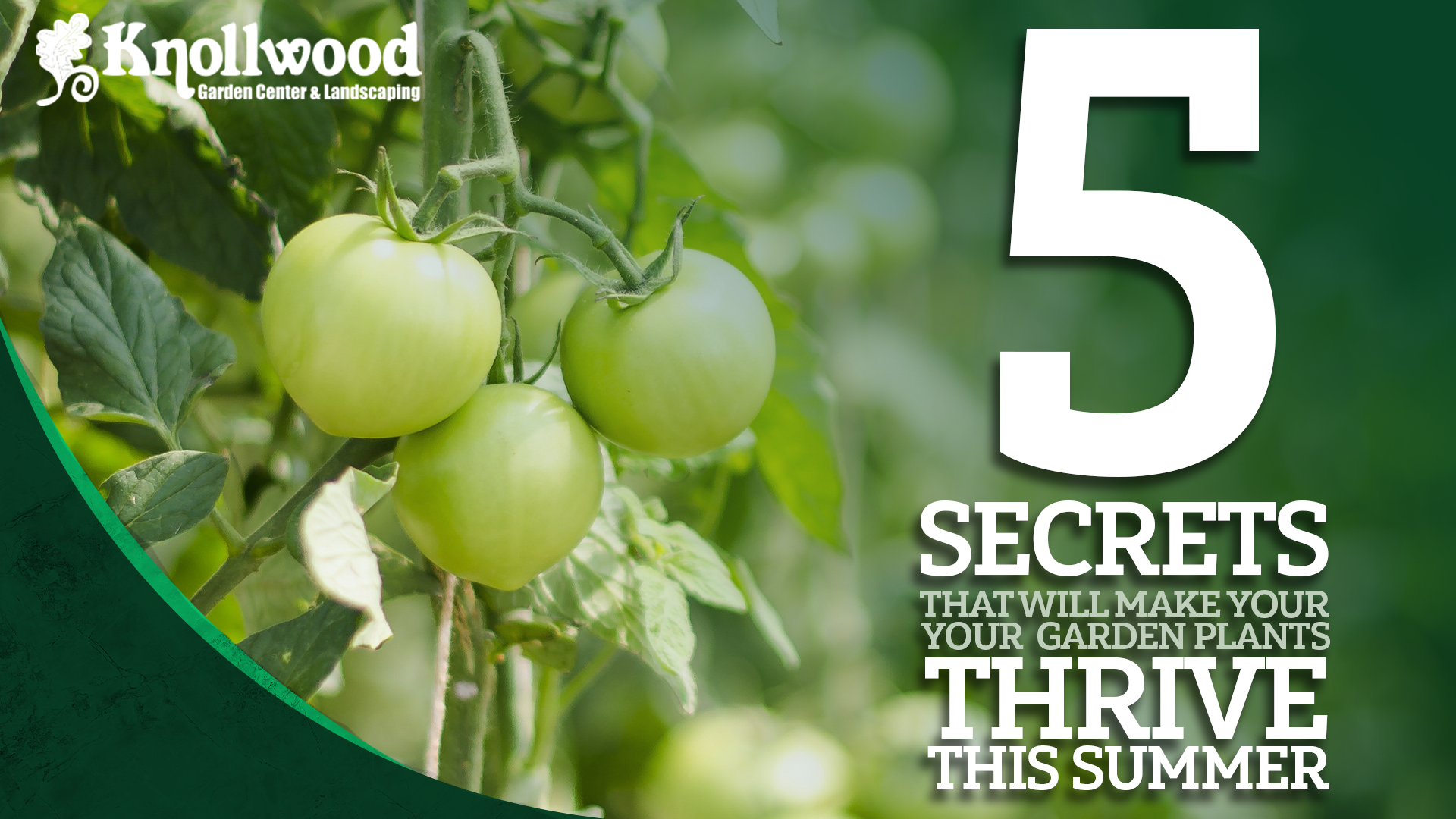 Green tomatoes hanging on a vine with the text: "5 secrets that will make our garden plants thrive this summer"